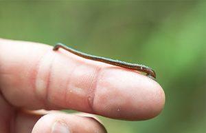 زالو چیست؛ با خواص و انواع زالو آشنا شوید.