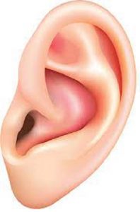 ear (7)